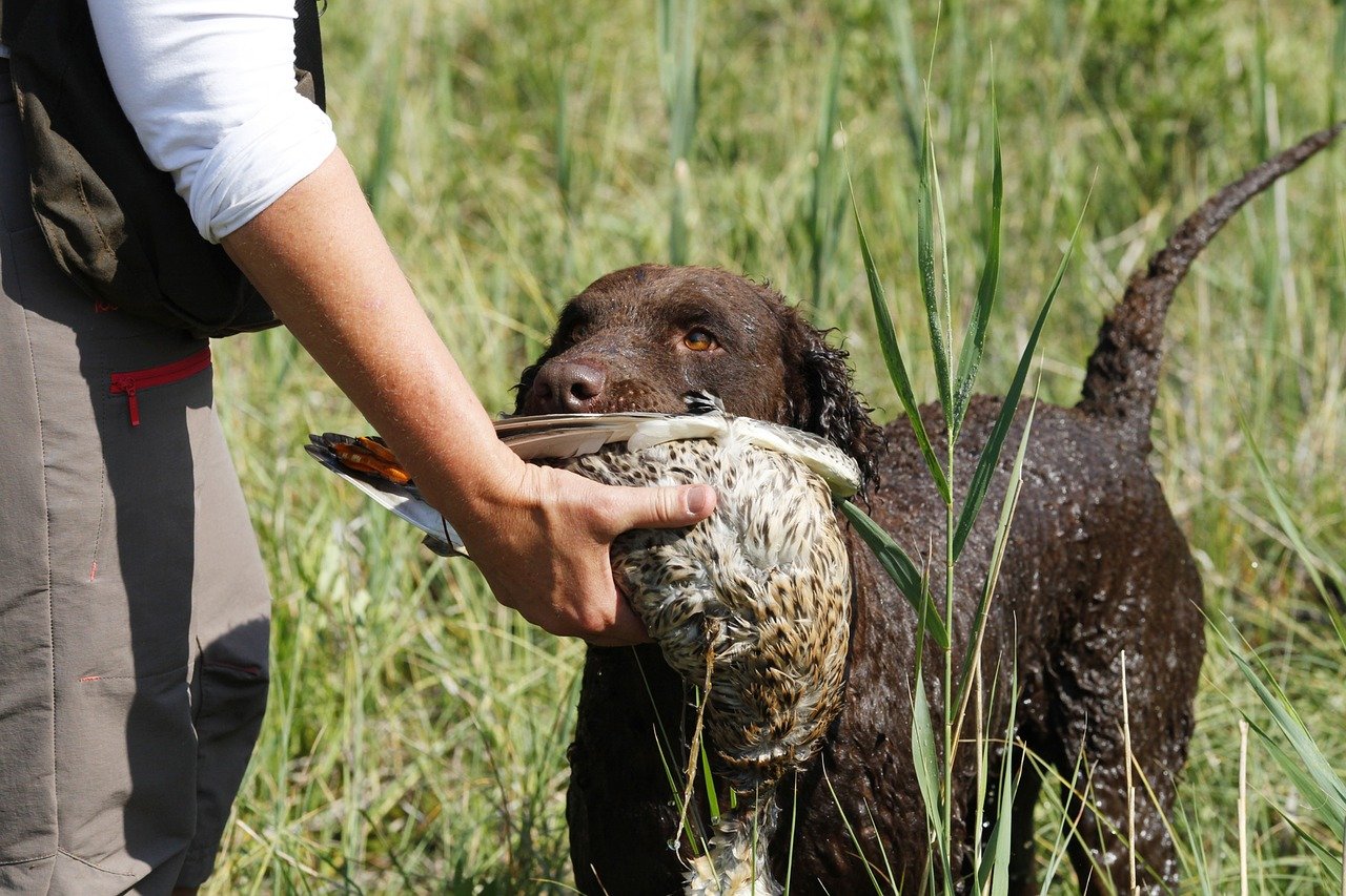 Jachthonden En Hun Specialiteit Tijdens Het Jagen - De Nieuwe Hond