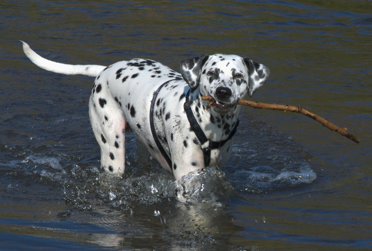 Dalmatiër