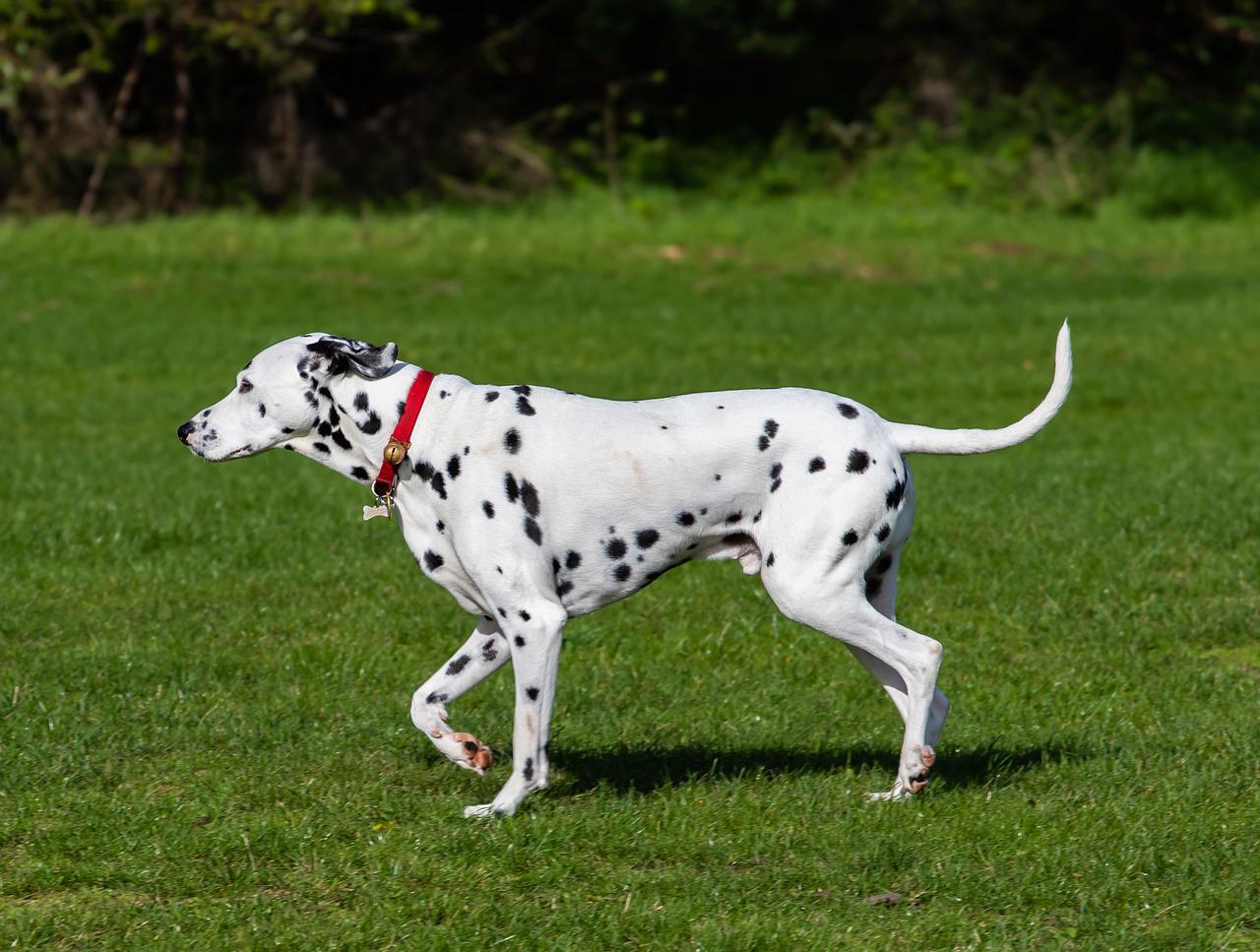 Dalmatiër - dalmatian-dog-g5b41bb008_1280