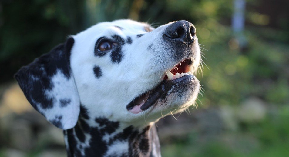 Dalmatiër behoort tot de 10 snelste honden ter wereld