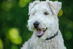 Dandie Dinmont Terrier