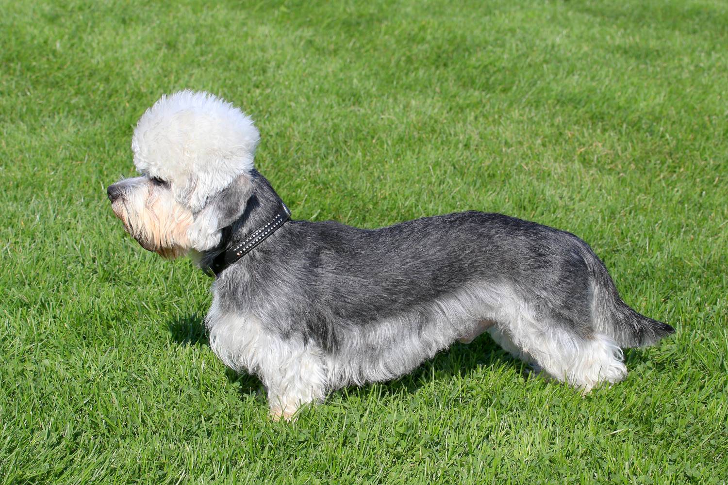 Dandie Dinmont Terrier Depositphotos_108824312_S