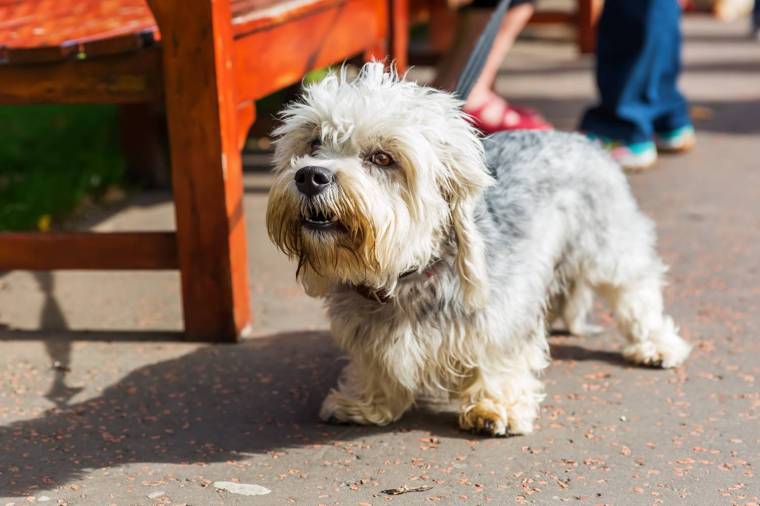 Dandie Dinmont Terrier Depositphotos_123954474_S