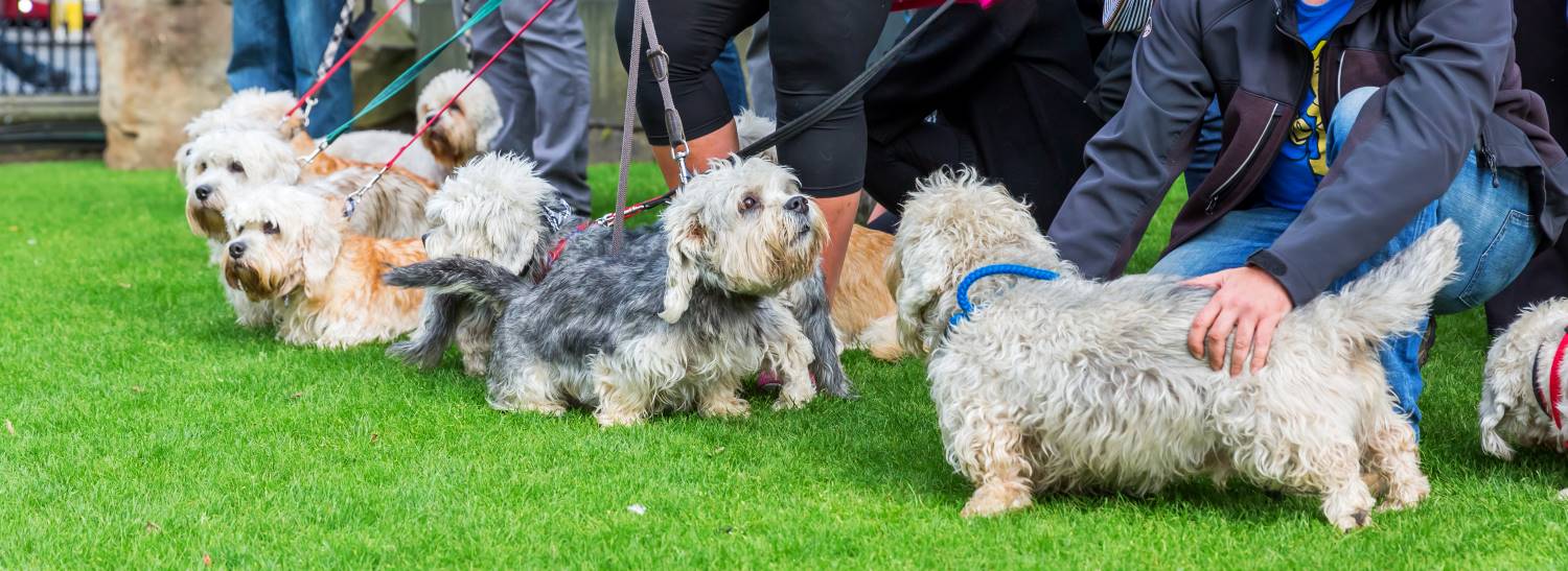 Dandie Dinmont Terrier Depositphotos_123954710_S