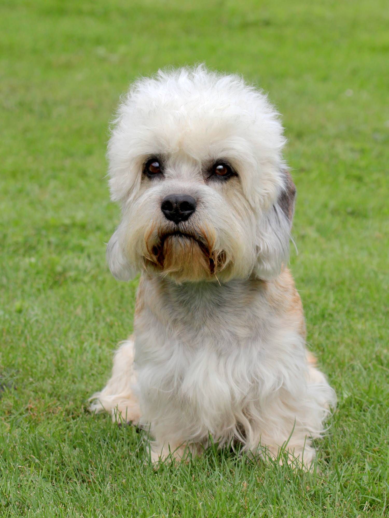 Dandie Dinmont Terrier Depositphotos_18878445_S