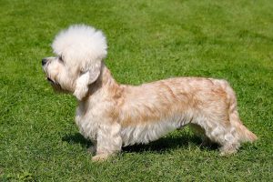 Dandie Dinmont Terrier Depositphotos_42044779_S