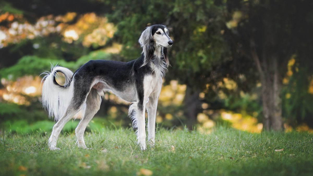 De 10 snelste honden ter wereld