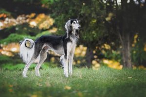 De 10 snelste honden ter wereld