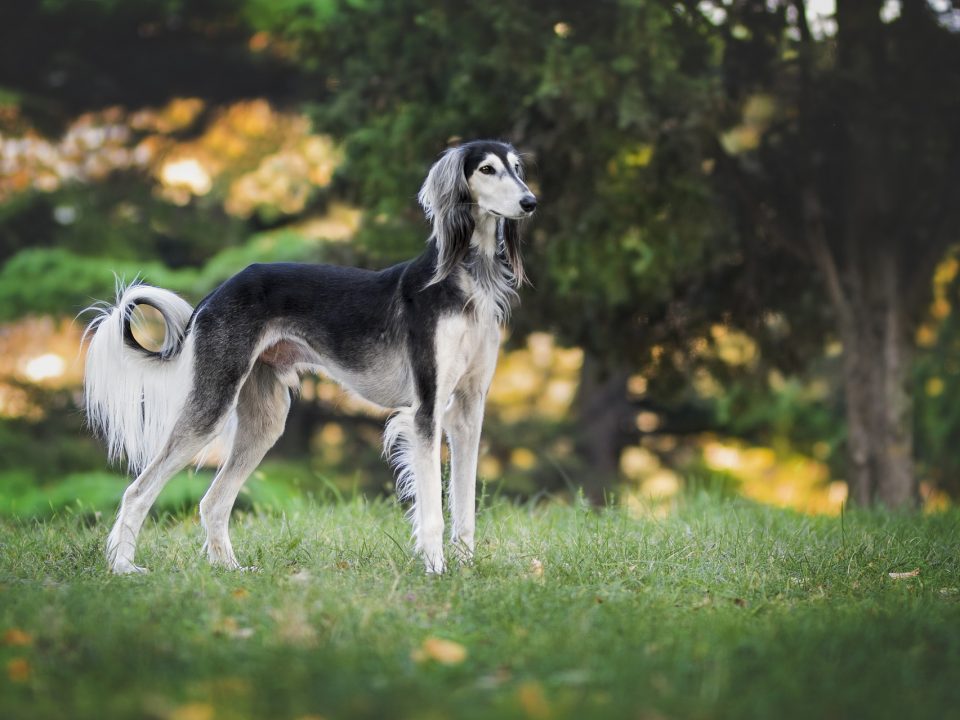 De 10 snelste honden ter wereld