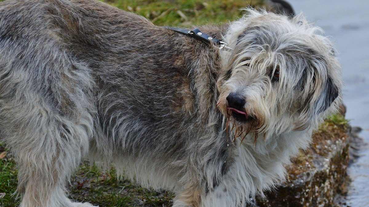 Deerhound