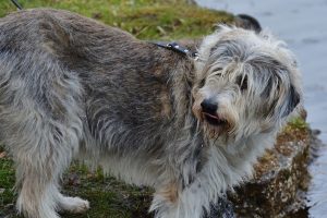 Deerhound