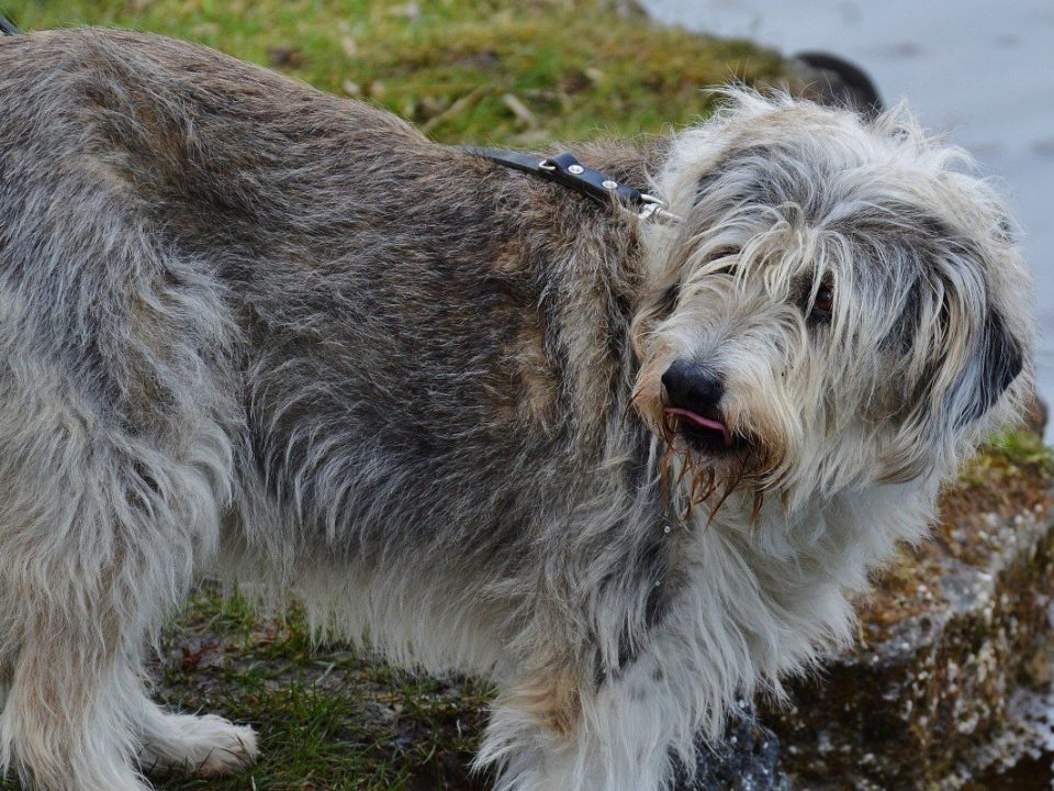 Deerhound