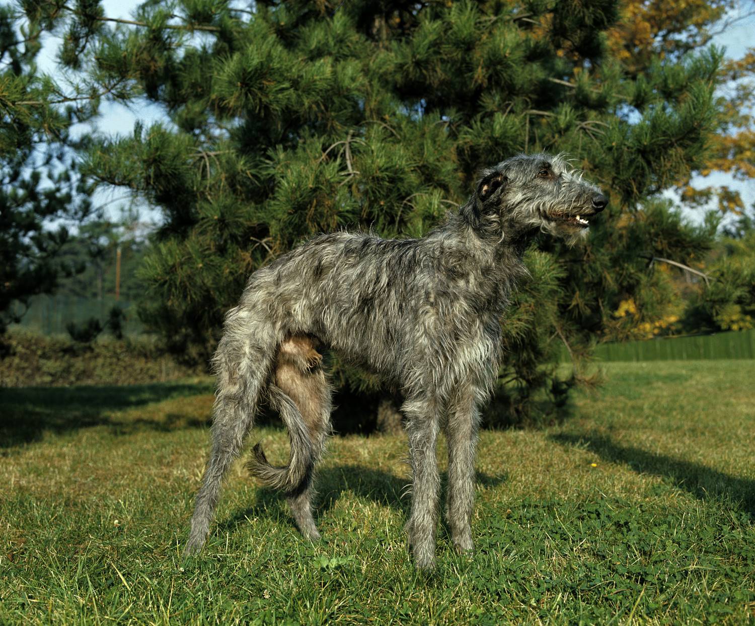 Deerhound Depositphotos_350769858_S