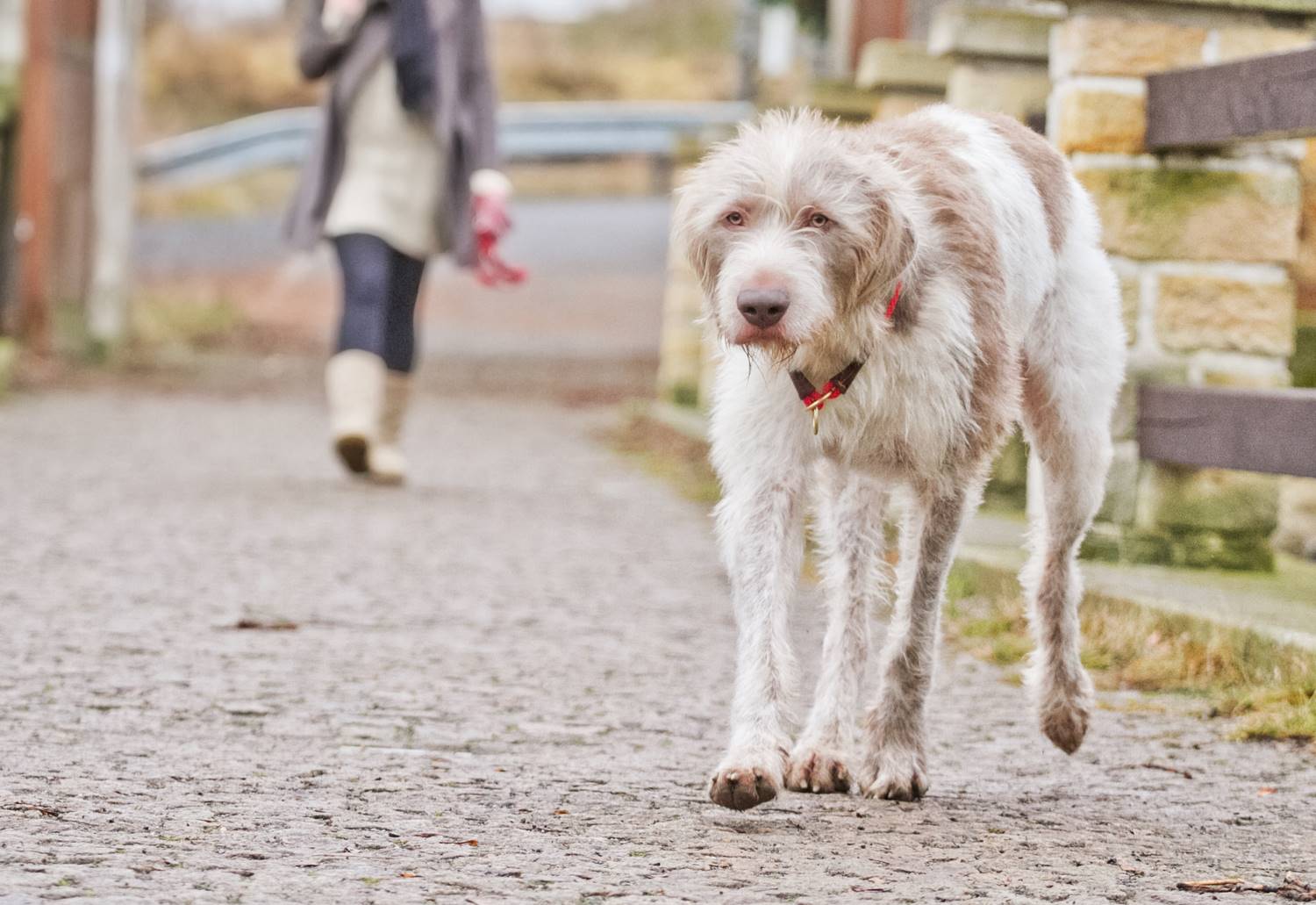 Deerhound Depositphotos_4