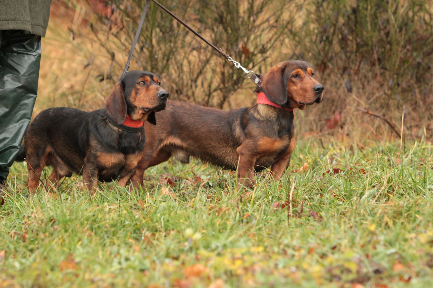 Drever - Alpine Dachsbracke Depositphotos_37668609_S