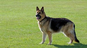Duitse Herder hond