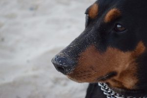 Duitse Pinscher