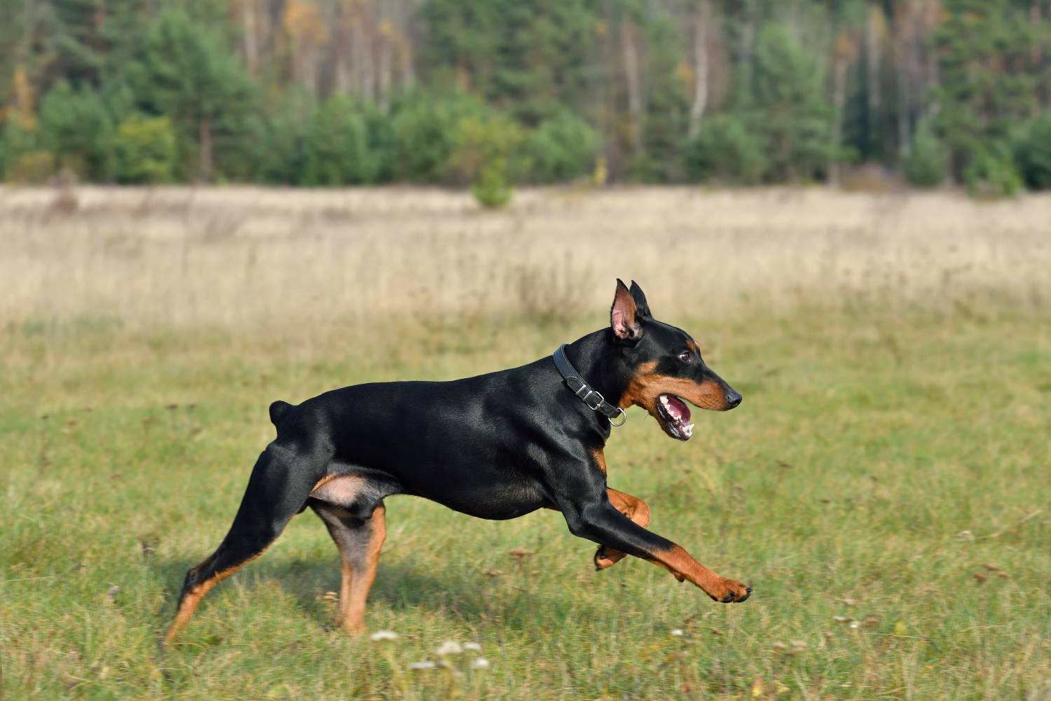 Duitse Pinscher Depositphotos_182959834_S