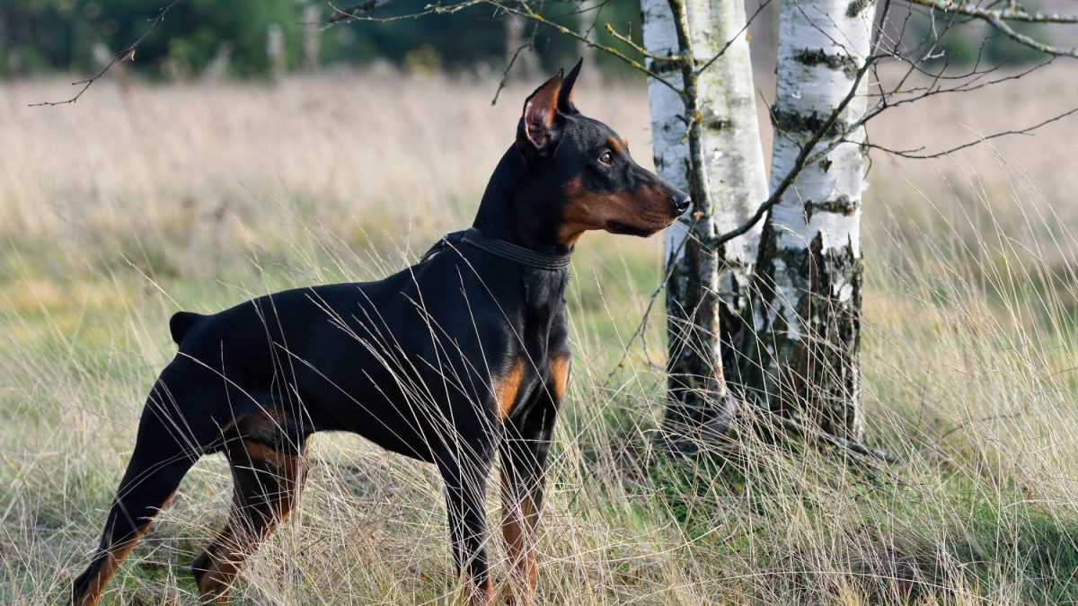 Duitse Pinscher Depositphot