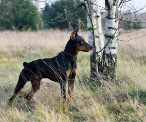 Duitse Pinscher Depositphot