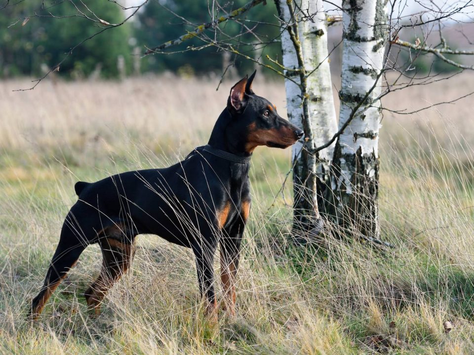 Duitse Pinscher Depositphot