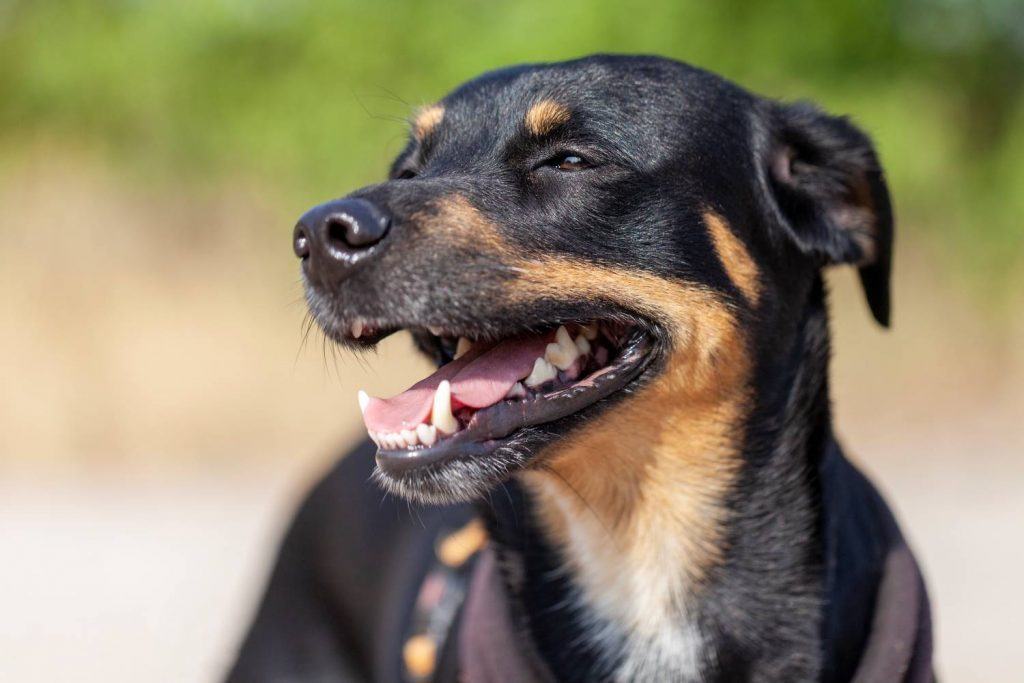 Duitse Pinscher Karakter Hondenrassen De Nieuwe Hond