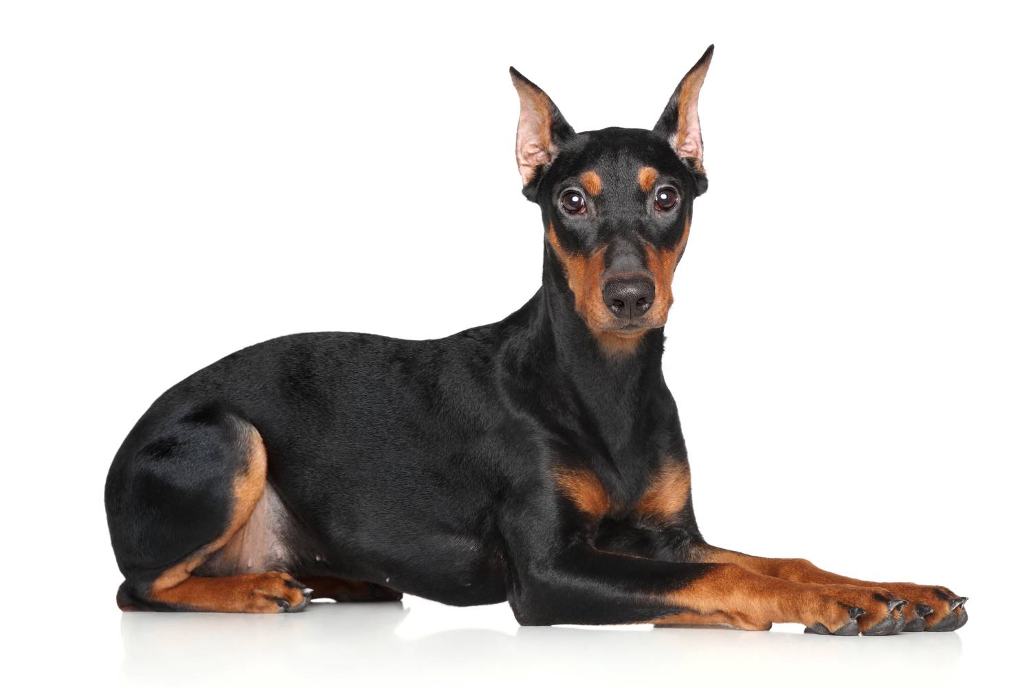 Duitse Pinscher Depositphotos_59235013_S