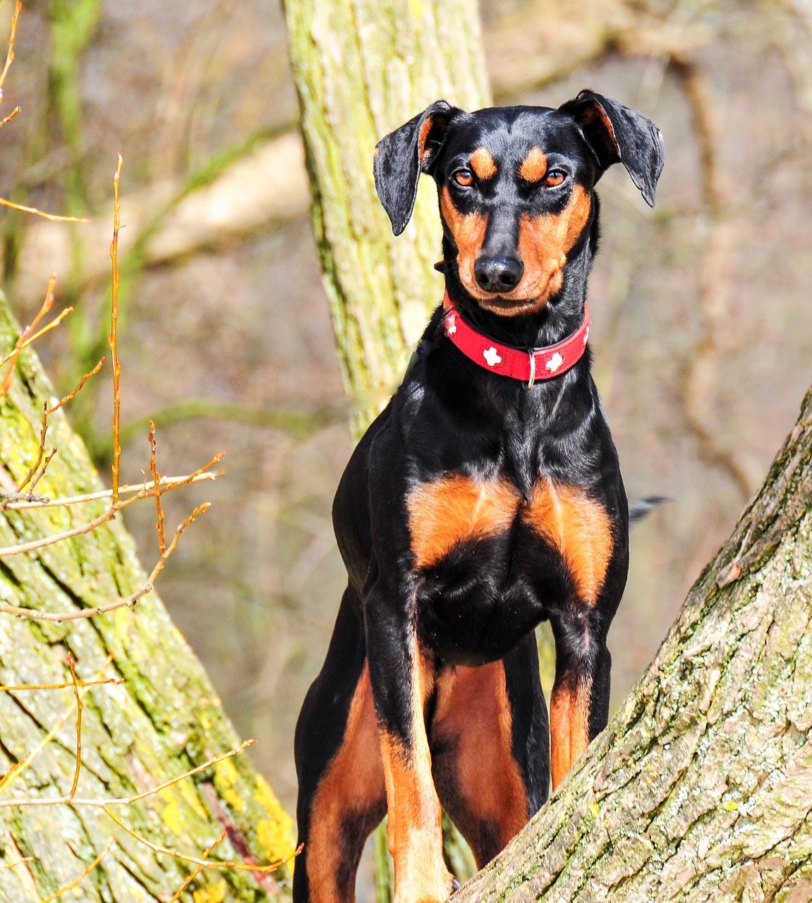 Duitse Pinscher - Hondenrassen voor een appartement