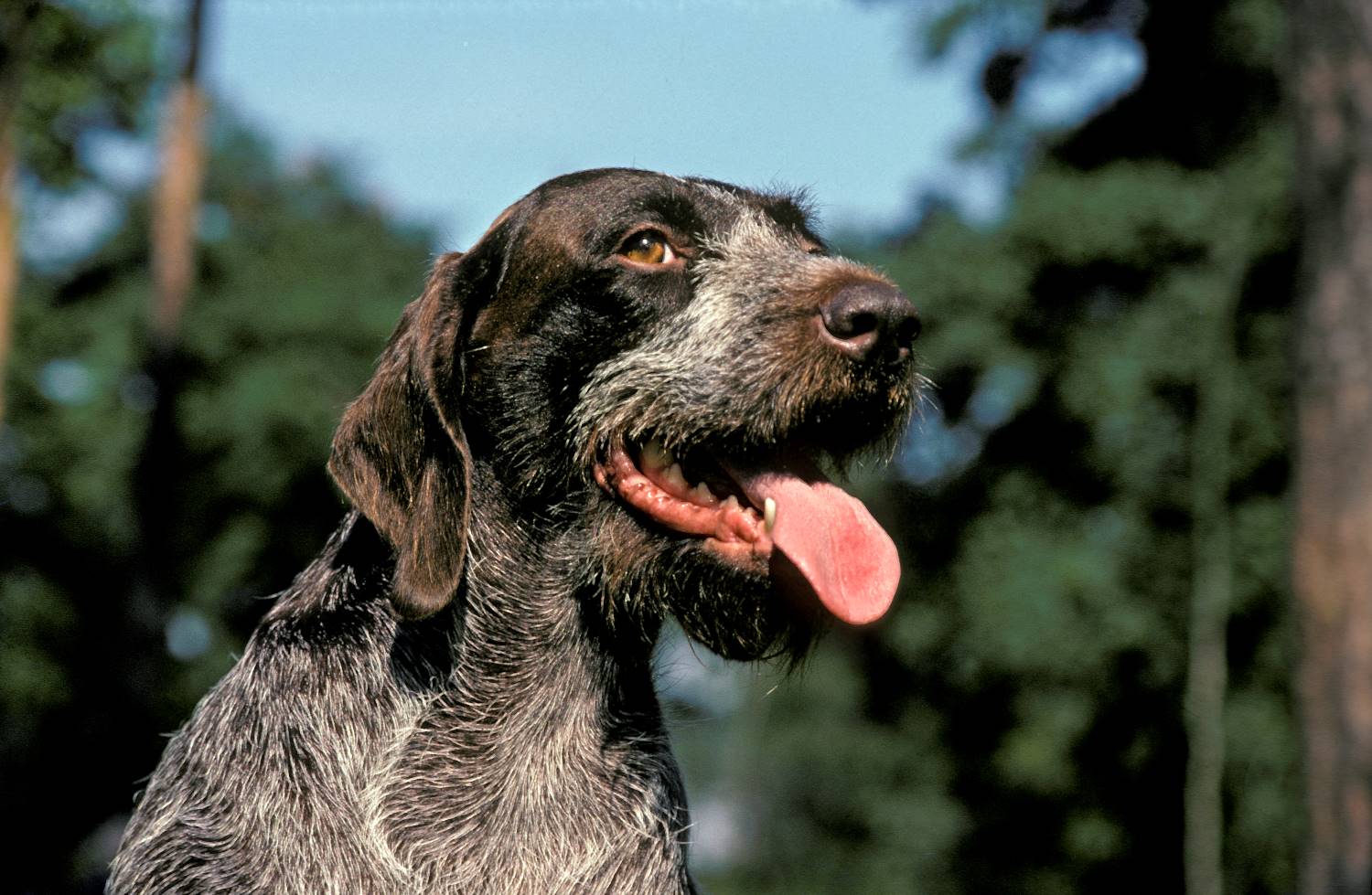 heilige schieten aanplakbiljet Duitse staande hond, draadhaar | Karakter | Verzorging | Hondenrassen | De  Nieuwe Hond