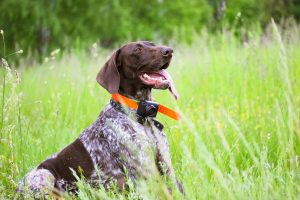 Duitse staande hond korthar Depositphotos_483410760_S