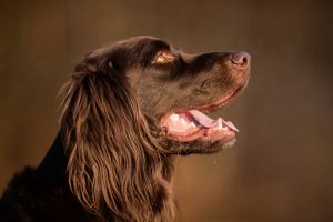 Duitse staande hond (langhaar) Depositphotos_79971090_S