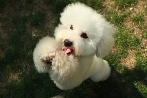 Dwerg- en Toypoedel - dwergpoedel - Toypoedel puppy