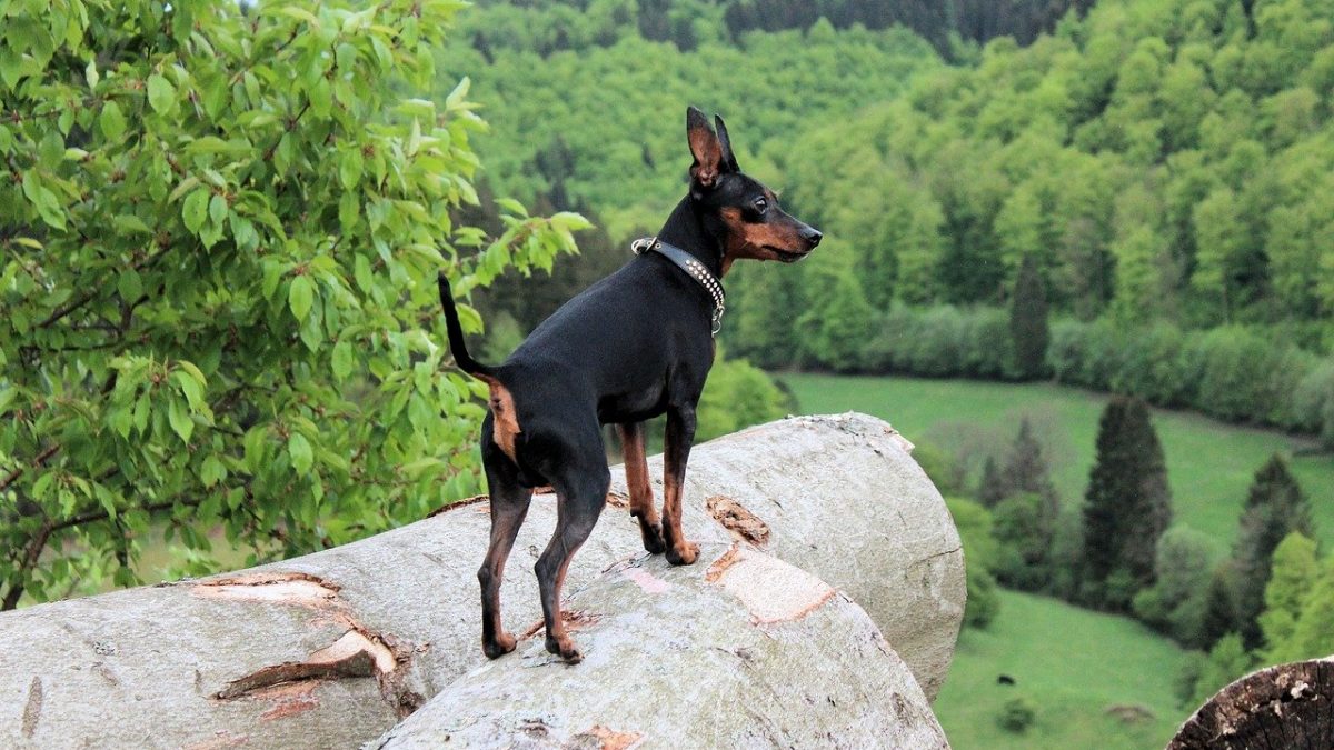 Dwergpinscher