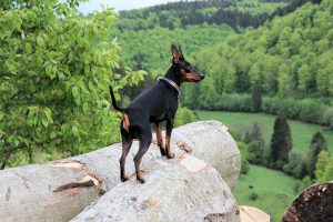 Dwergpinscher