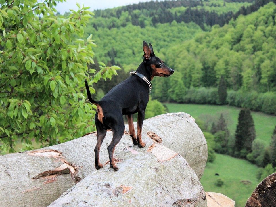 Dwergpinscher