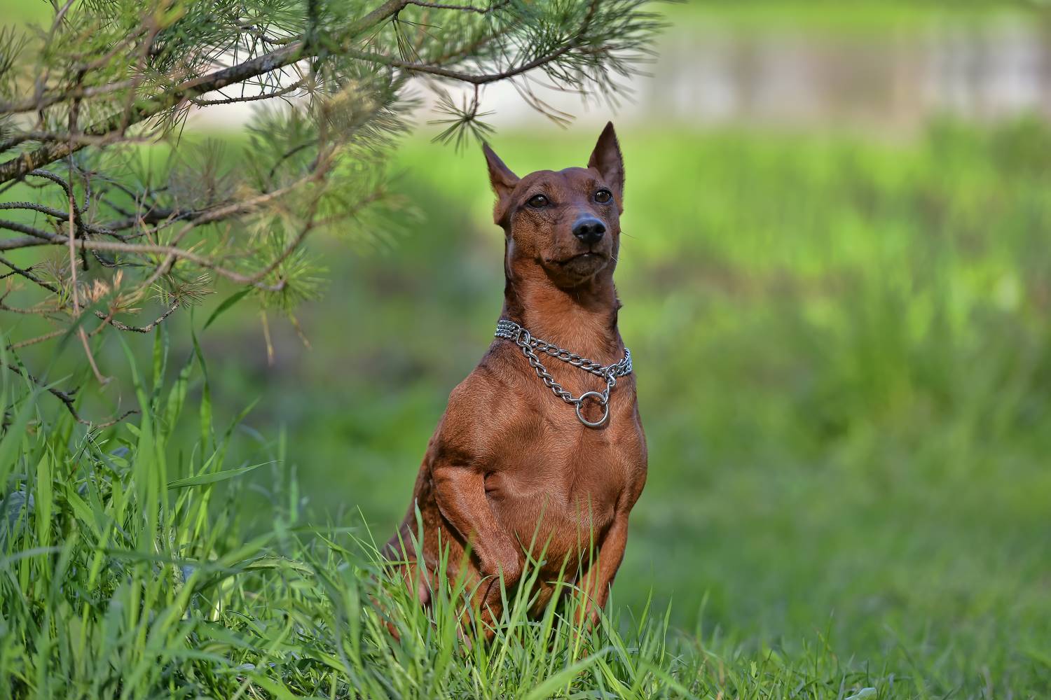 Dwergpinscher Depositphotos_155904980_S