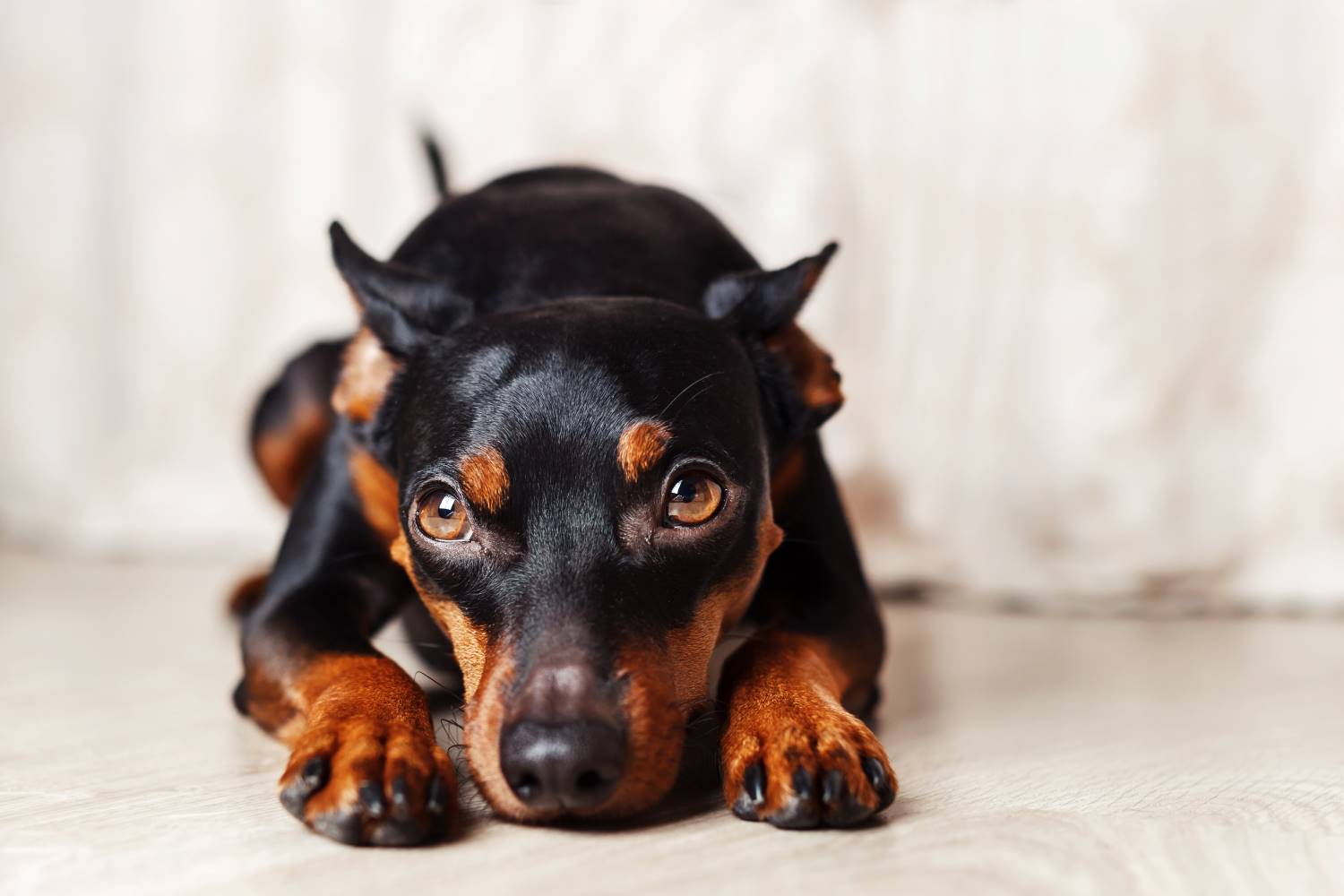 Dwergpinscher Depositphotos_174637590_S