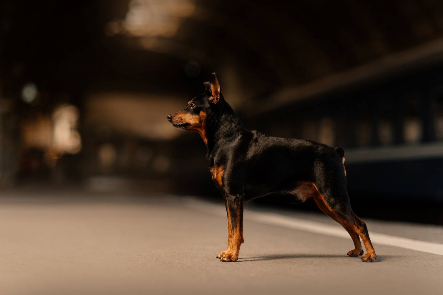 Dwergpinscher Depositphotos_326311052_S