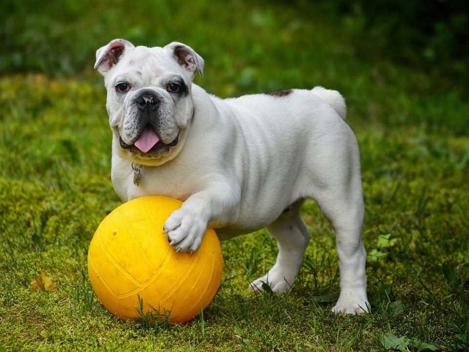 Engelse Bulldog