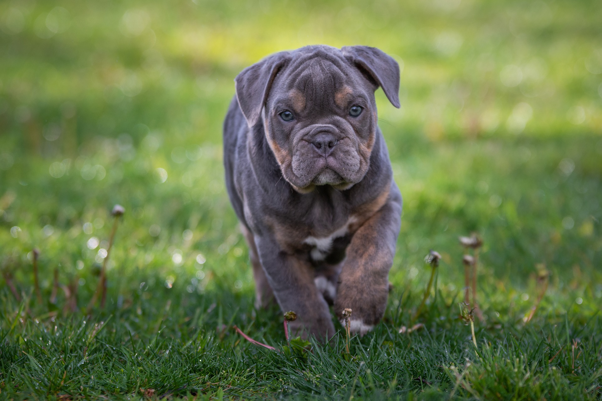 Engelse Bulldog puppy