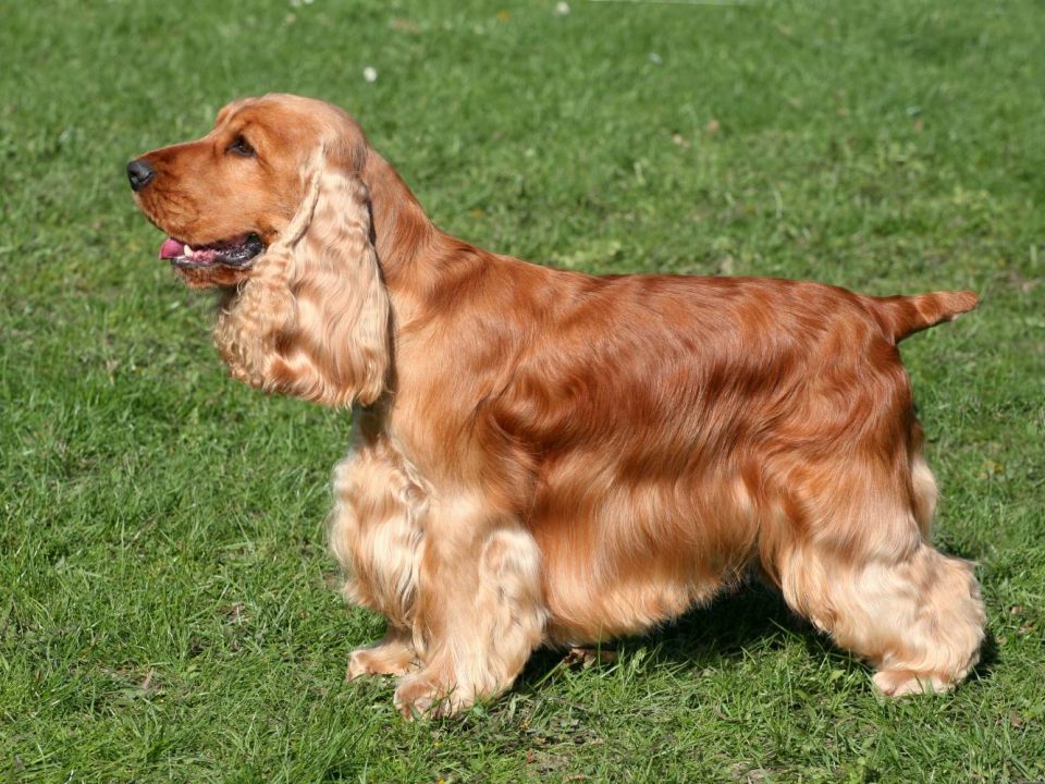 Engelse Cocker Spaniel - Engelse Cocker Spaniel Depositphotos 17392277 S