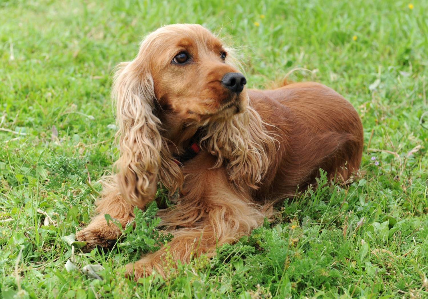 Engelse Cocker Spaniel Depositphotos_2163597_S