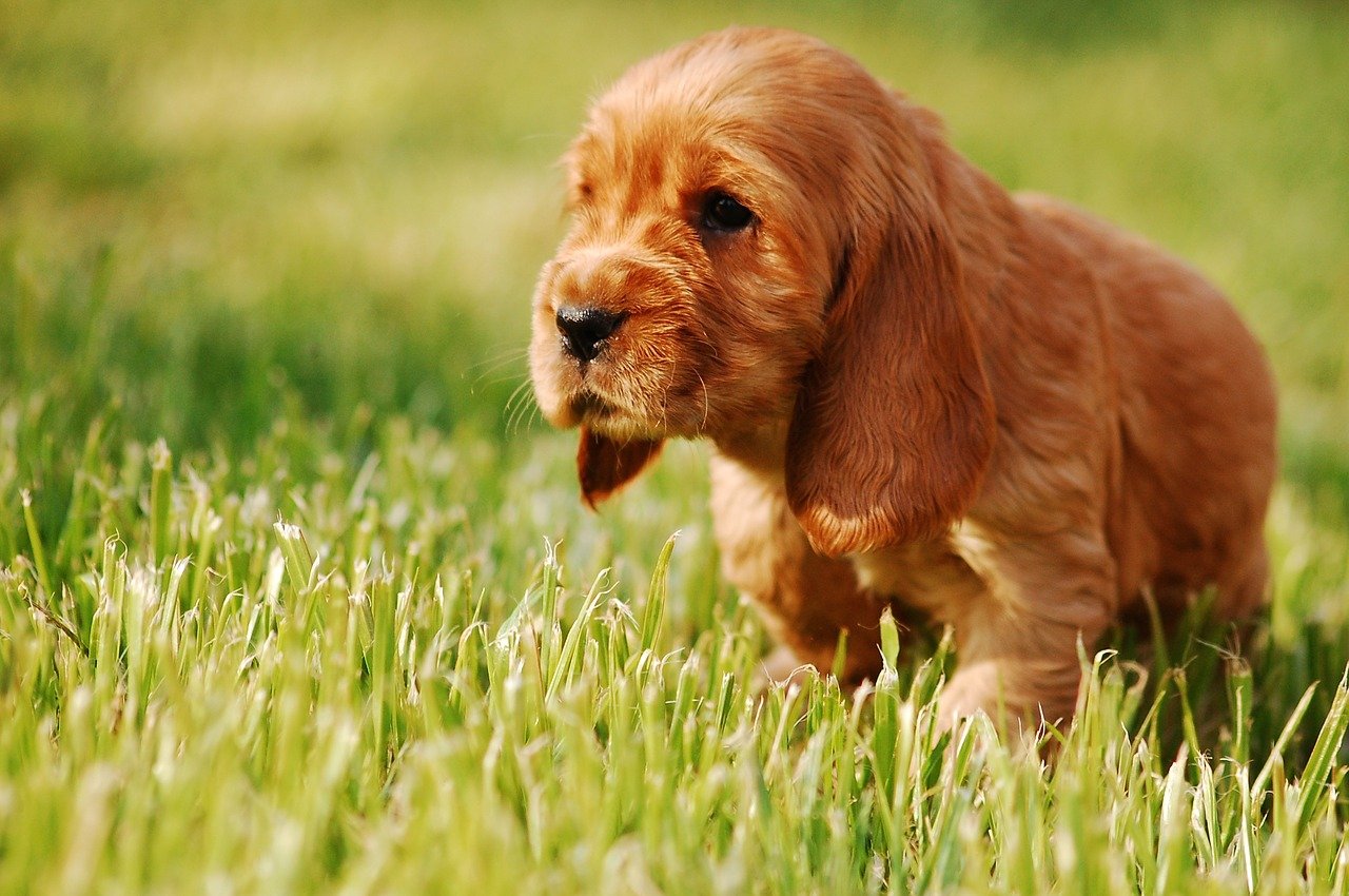 Engelse Cocker Spaniel