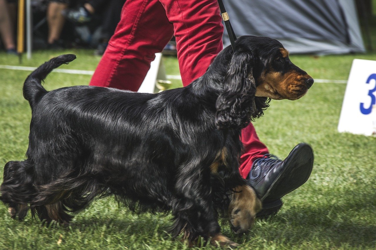 Engelse Cocker Spaniel