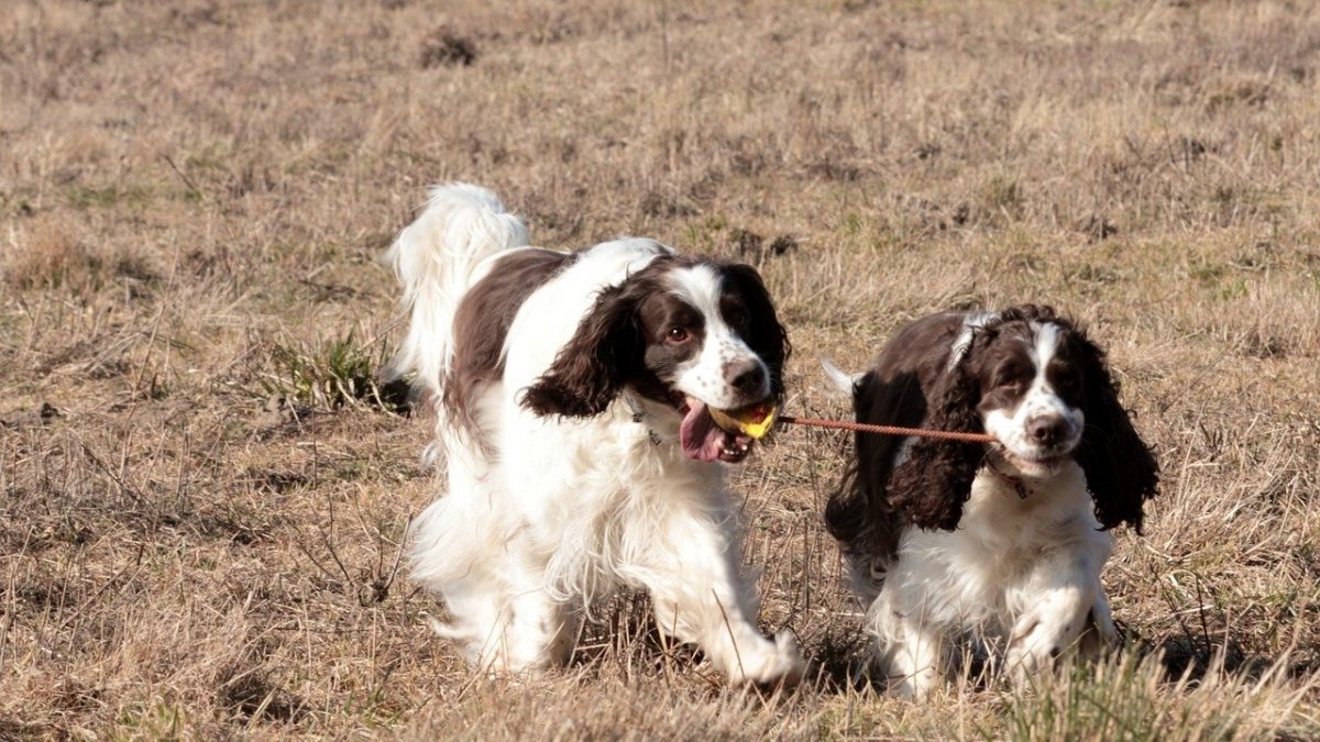 Engelse Springer Spaniel