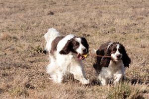 Engelse Springer Spaniel