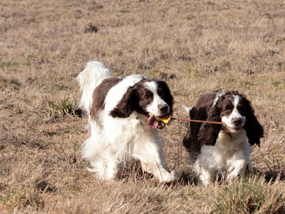 Engelse Springer Spaniel