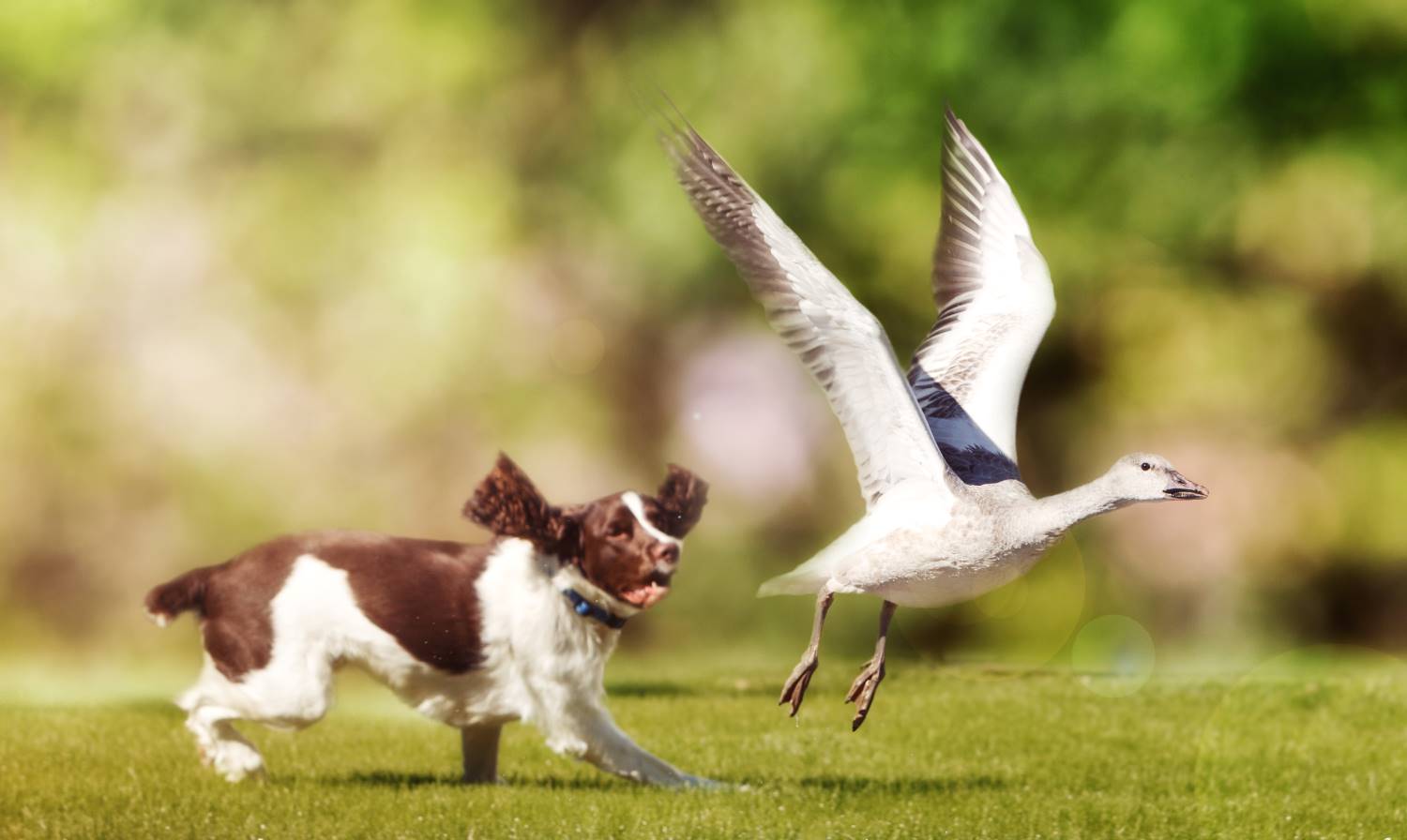 Engelse Springer Spaniel Depositphotos_174205282_S