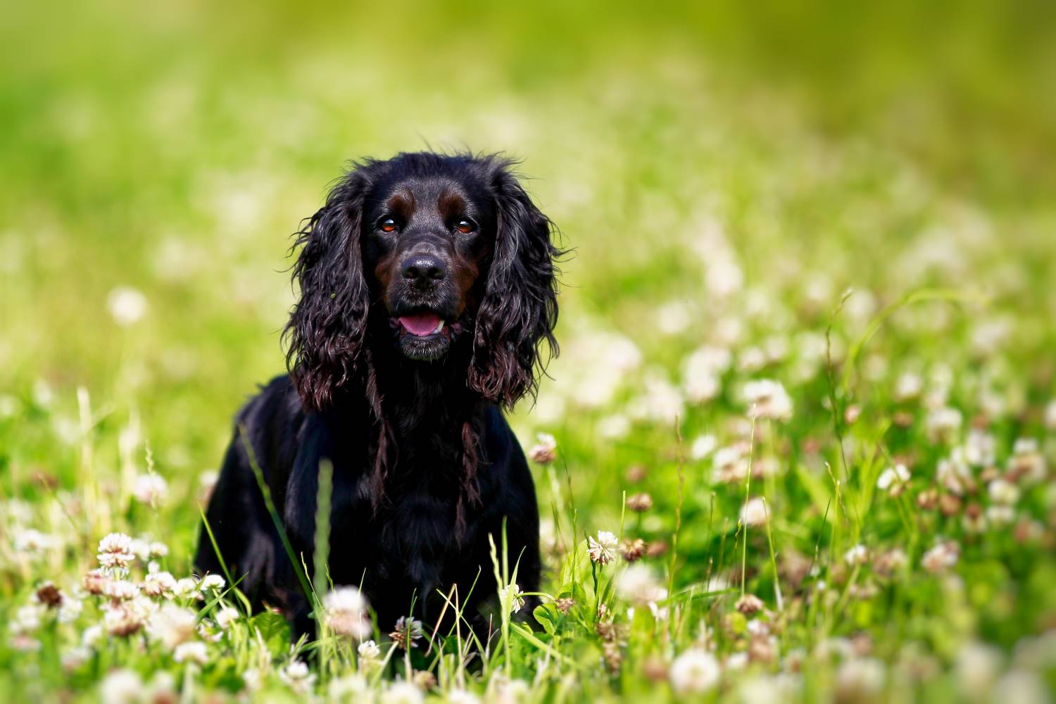 Engelse Springer Spaniel Depositphotos_38362273_S