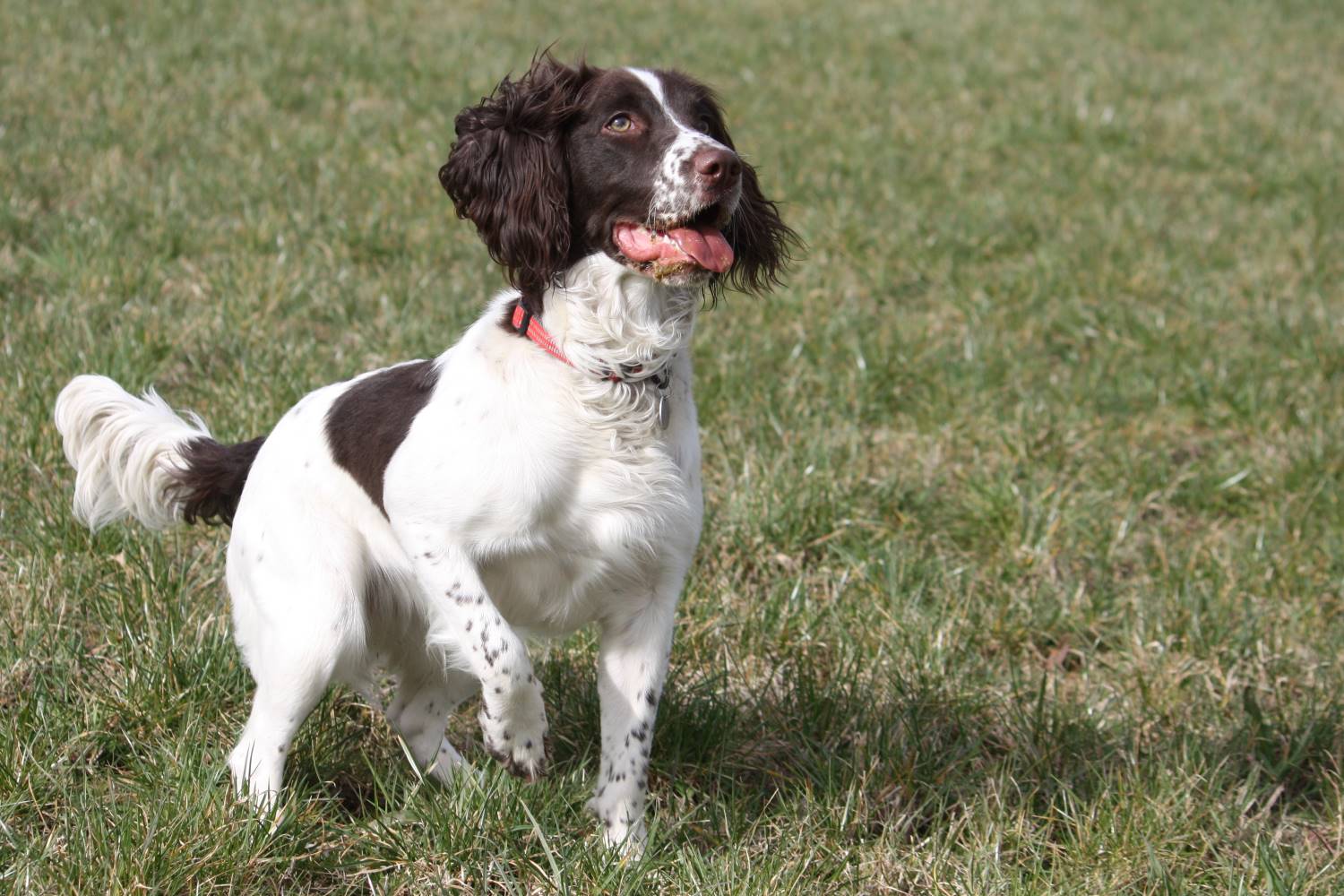 Engelse Springer Spaniel Depositphotos_6882966_S